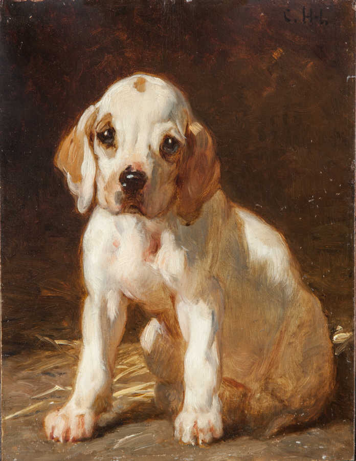 Giornata mondiale del cane